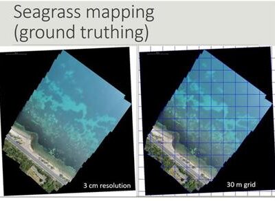 Seagrass mapping