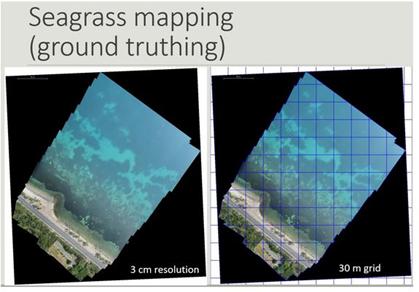 Seagrass mapping